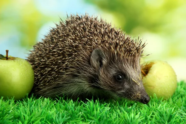 Hedgehog with apples, on grass, on green background — Stock Photo, Image