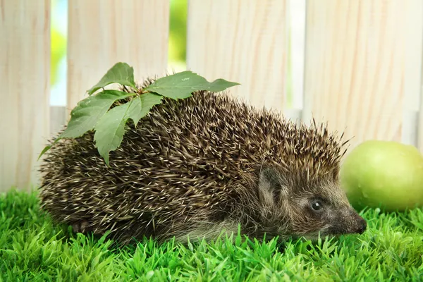 Hedgehog with leaf and apple, on grass, on fence background — Stock Photo, Image
