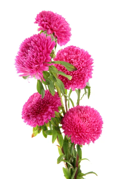 Pink aster flowers, isolated on white — Stock Photo, Image