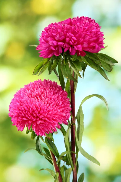 Krásný aster květy na zeleném pozadí — Stock fotografie