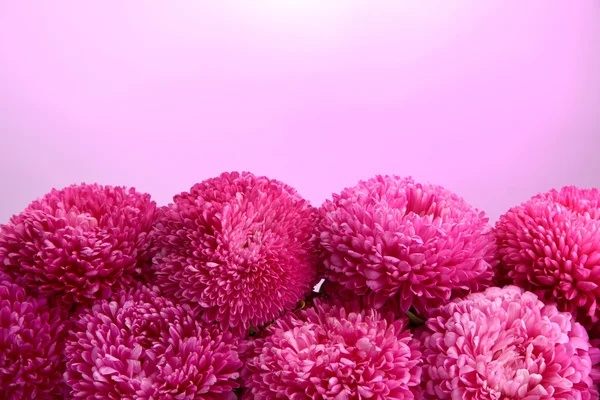 Bellissimi fiori di cervo, su sfondo rosa — Foto Stock