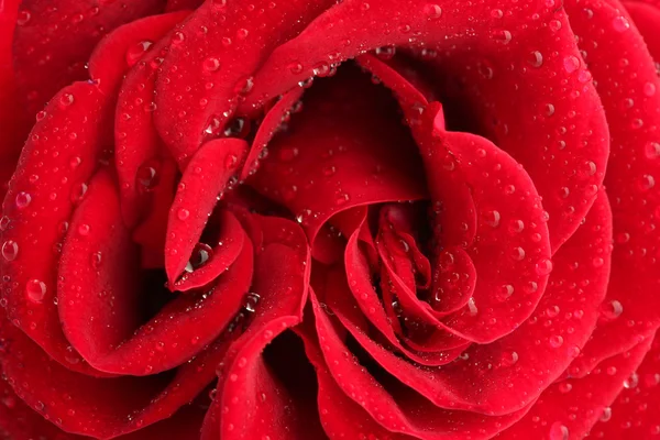 Red rose, close up — Stock Photo, Image