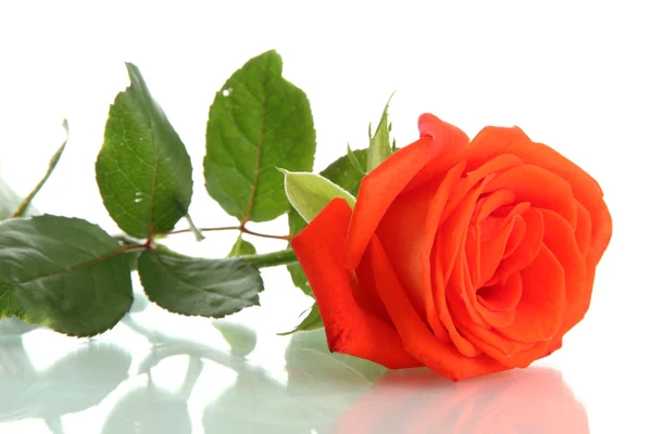 橘红色玫瑰，白色孤立 — 图库照片