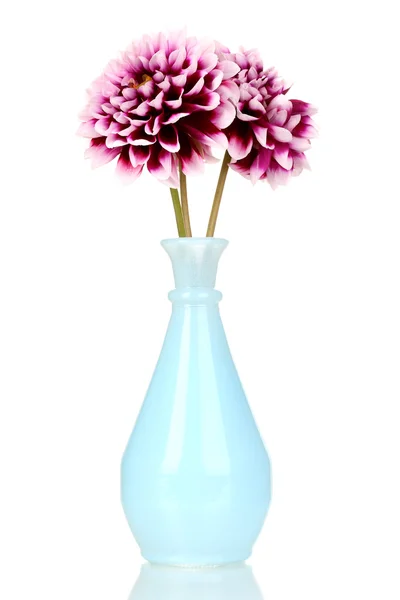 Belas flores roxas em vaso isolado em branco — Fotografia de Stock