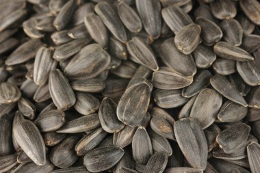 Ayçekirdeği arka planı