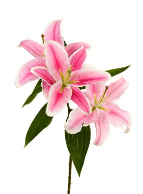 Güzel pembe zambak, beyaz üzerine izole edilmiş.