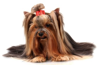 güzel yorkshire terrier üzerinde beyaz izole