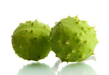 Kestane, üzerinde beyaz izole