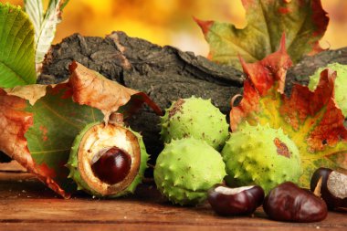 kestane ile sonbahar yaprakları ve kabuk kurutulmuş