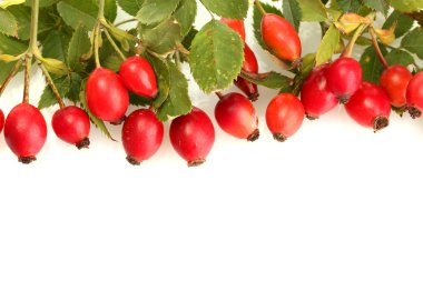 Olgun kalça gül dalı yapraklarla üzerine beyaz izole