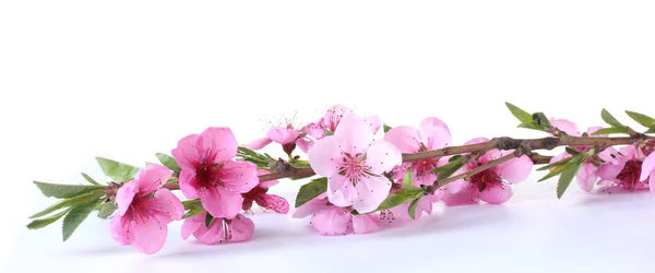Piękny różowy brzoskwiniowy kwiat na białym tle — Zdjęcie stockowe