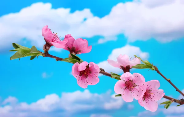 Bellissimo fiore di pesca rosa su sfondo cielo blu — Foto Stock