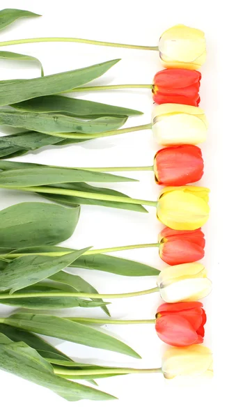 Schöne Tulpen isoliert auf weiß — Stockfoto