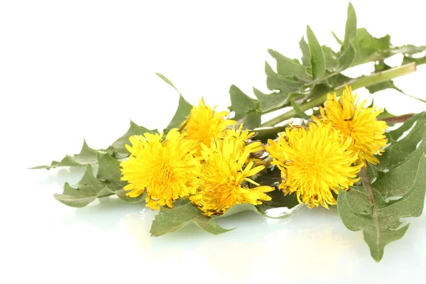 Dandelion flowers and leaves isolated on white — Stock Photo, Image