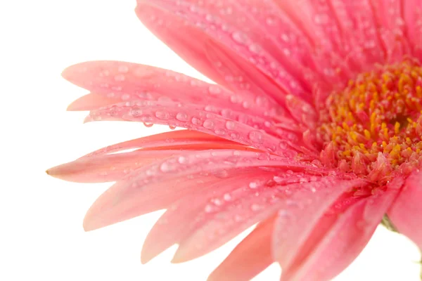 Kaunis vaaleanpunainen gerbera, jossa pisarat eristetty valkoisella — kuvapankkivalokuva