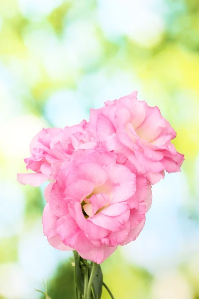 Boeket van eustoma bloemen, op groene achtergrond — Stockfoto