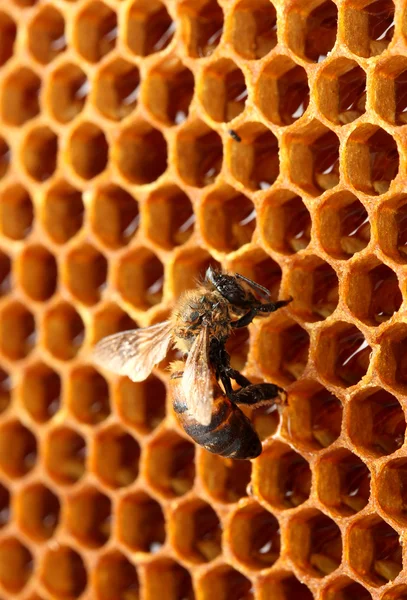 Amarillo hermoso panal con miel y abeja, fondo —  Fotos de Stock