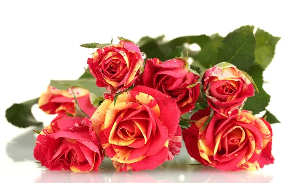 Beautiful red-yellow roses on white background close-up — Stock Photo, Image