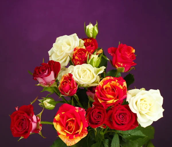 Bouquet of beautiful roses on purple background close-up — Stock Photo, Image