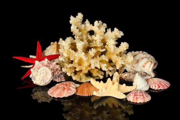 Coral marino con conchas aisladas en negro —  Fotos de Stock