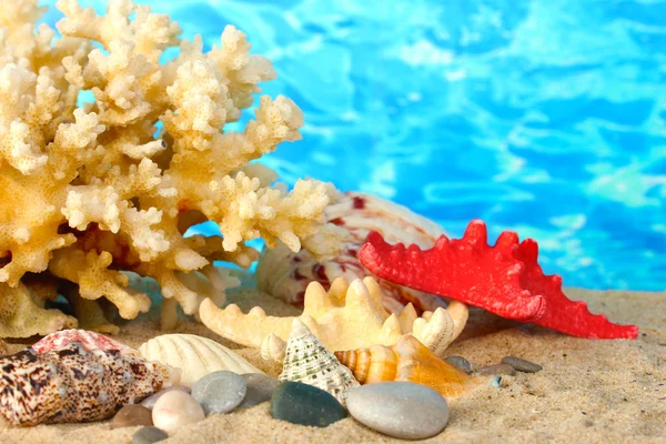 Coral marino con conchas sobre fondo de agua de cerca —  Fotos de Stock