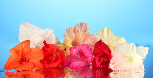 Beautiful buds of colorful gladiolus on blue background close-up — Stock Photo, Image