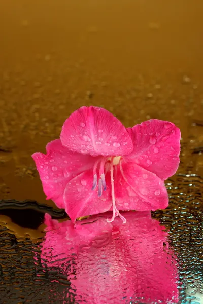 Hermoso brote de gladiolo rosa sobre fondo dorado de cerca —  Fotos de Stock