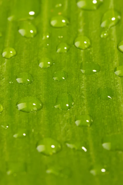 Bella foglia verde con gocce d'acqua primo piano — Foto Stock