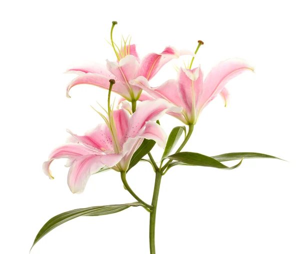 Красива рожева лілія, ізольована на білому — стокове фото