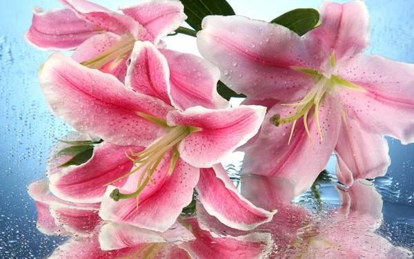 Krásné růžové lilie na modrém pozadí — Stock fotografie