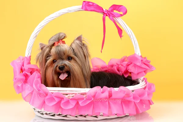 Beautiful yorkshire terrier in basket on colorful background — Stock Photo, Image