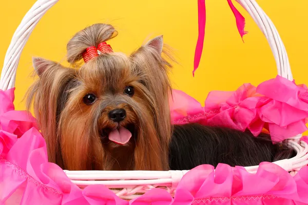 Beautiful yorkshire terrier in basket on colorful background — Stock Photo, Image