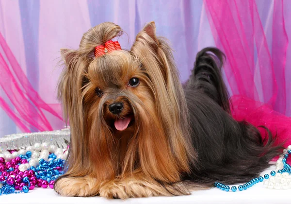 Vackra yorkshire terrier på bakgrunden tyg — Stockfoto