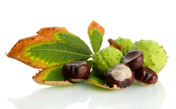 Kastanjes met herfst gedroogd blad, geïsoleerd op wit — Stockfoto