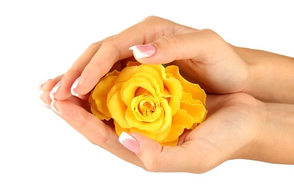 Yellow rose with hands on white background — Stock Photo, Image