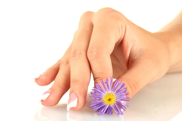 Purple chrysanthemum with woman's hand on white background — Stock Photo, Image