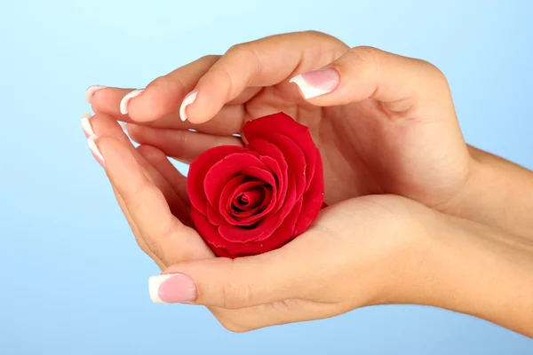 Rode roos met vrouw handen op blauwe achtergrond — Stockfoto