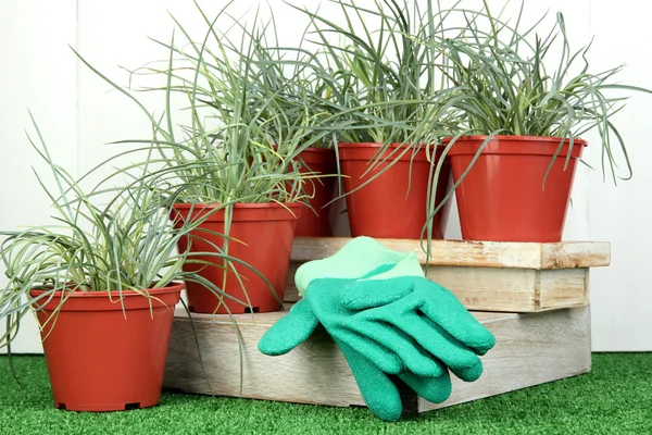 Potten met zaailing op groen gras op houten achtergrond — Stockfoto