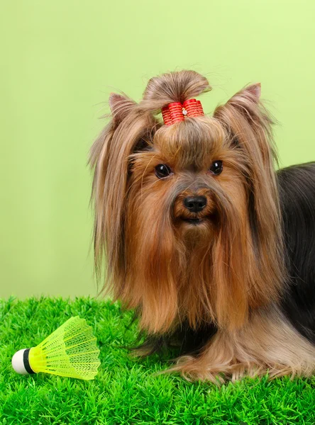 Beautiful yorkshire terrier with lightweight object used in badminton on grass on colorful background Royalty Free Stock Images