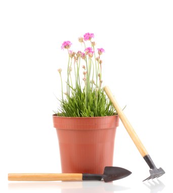 pot üzerine beyaz izole enstrümanlar ile pembe çiçekler