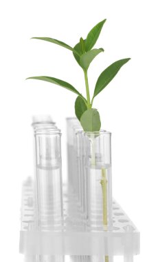 Test-tubes with a transparent solution and the plant on white background cl
