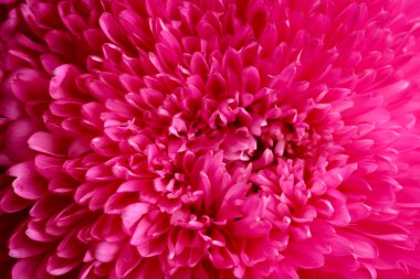 Aster çiçek pembe, yakın çekim