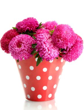 pembe aster çiçeklenir üzerinde beyaz izole kovası,