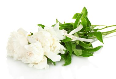 güzel peonies üzerinde beyaz izole yay ile