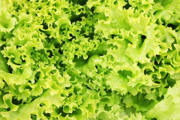 Fresh lettuce close-up — Stock Photo, Image