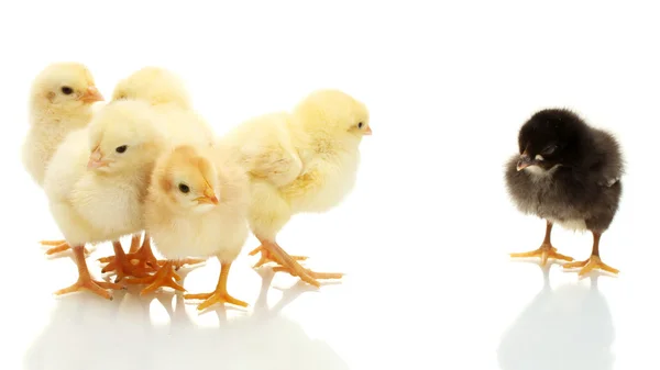 Petits poulets jaunes et noirs isolés sur le blanc — Photo