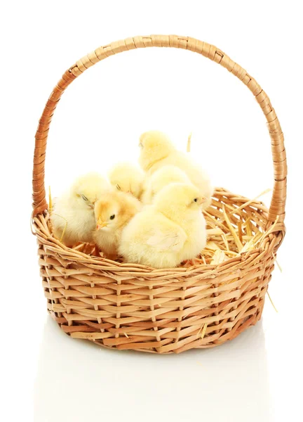 Beautiful little chickens in basket isolated on the white — Stock Photo, Image