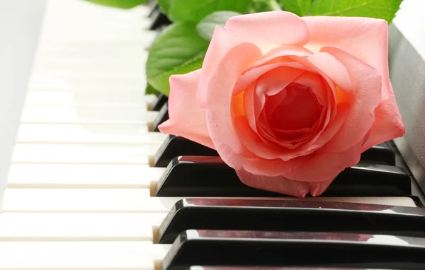 Fondo del teclado sintetizador con rosa — Foto de Stock