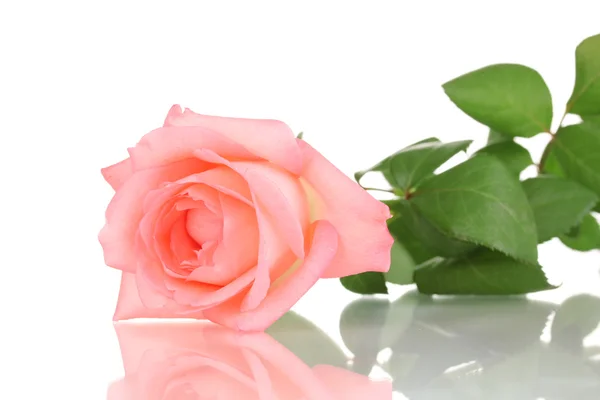 Rosa Rose isoliert auf weiß — Stockfoto