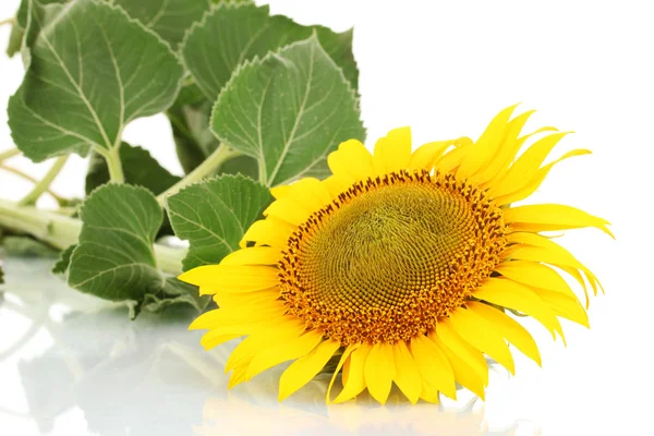 Sunflower isolated on white — Stock Photo, Image